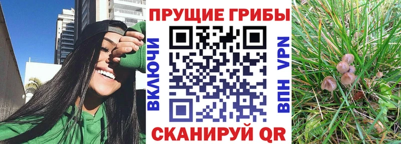 Галлюциногенные грибы Cubensis  ссылка на мегу как войти  даркнет состав  Кущёвская 